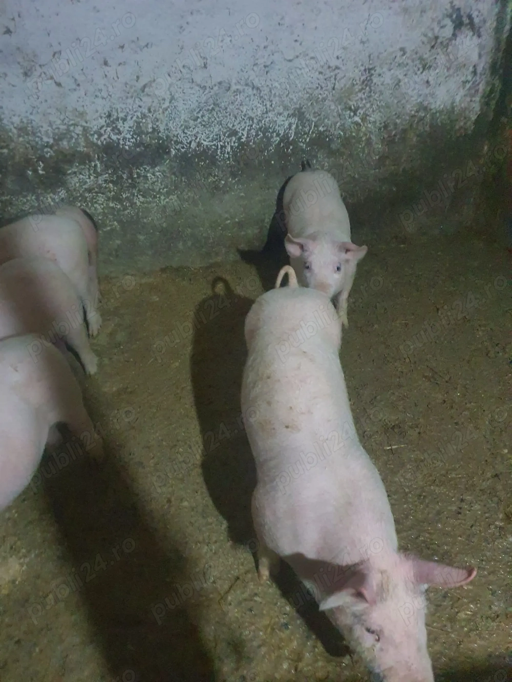 Porci de vânzare 