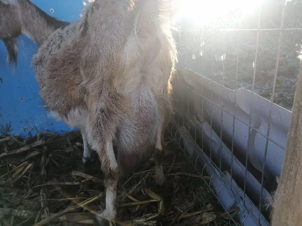 Vând 2 capre bune delapte preț 2000 lei