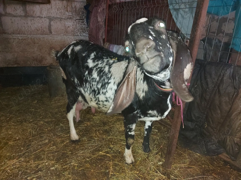 Capră anglonubiană de vânzare
