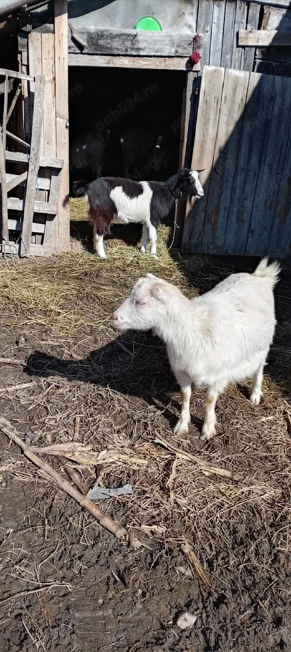 Vând capre tinere cu iezi și un tap