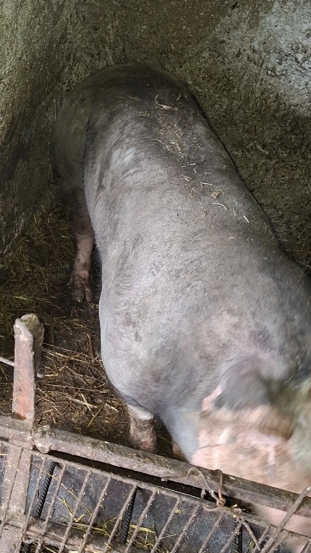 de vinzare scroafa pietran belgian pur montata 