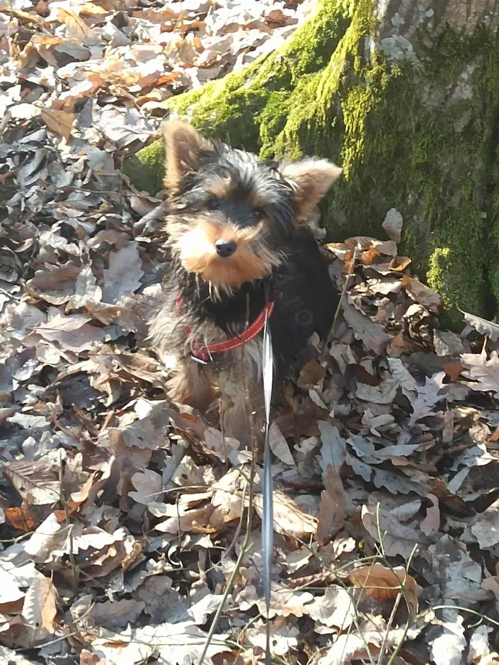 Fetita Yorkshire Terrier