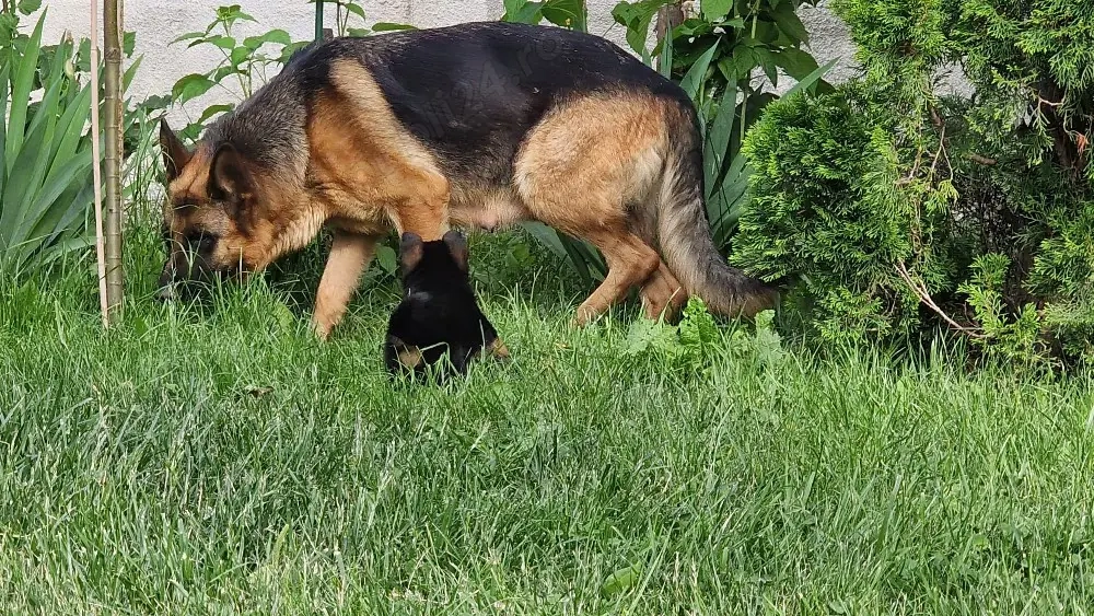 Vand catei ciobanesc german