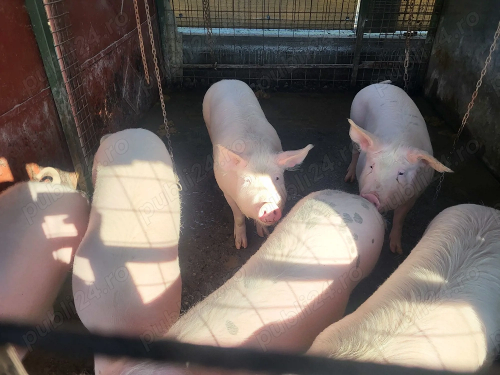 Soldani de vânzare!