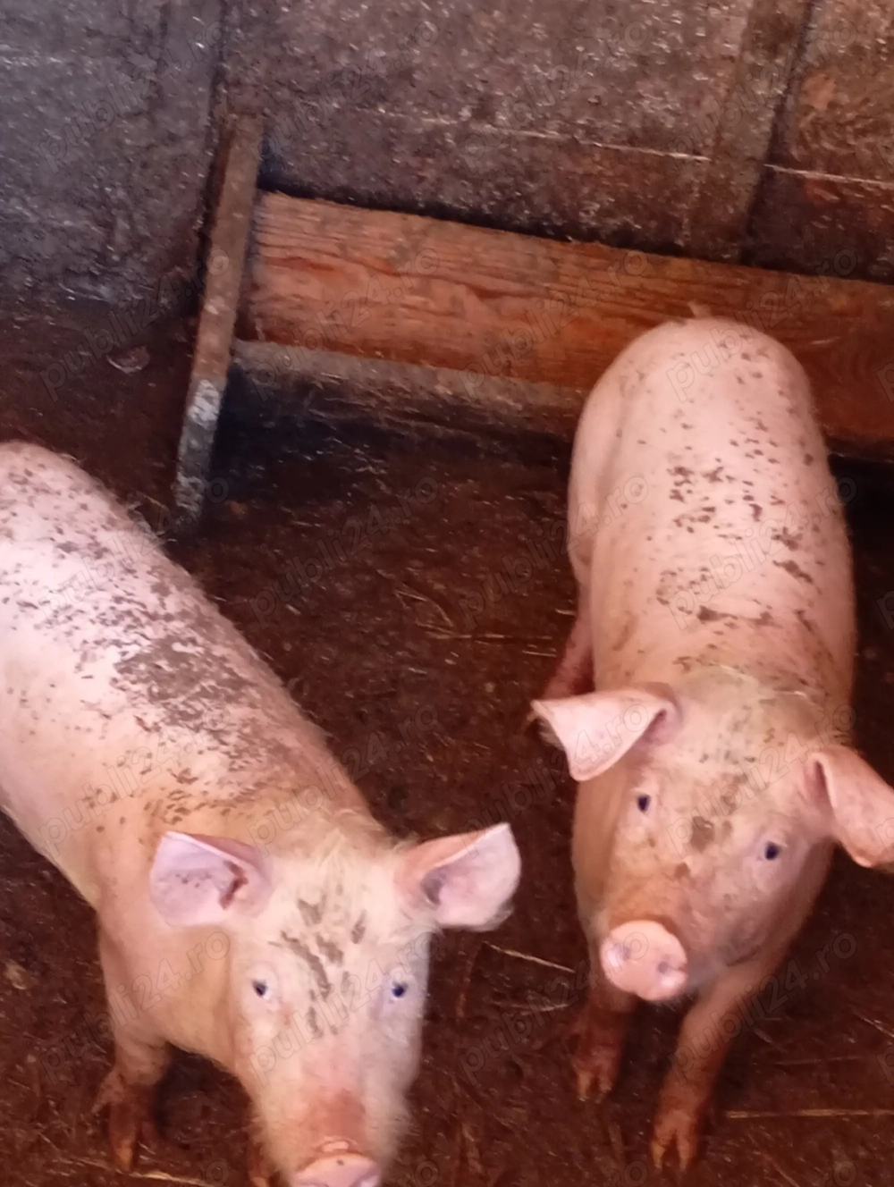 Am de vînzare purecei 