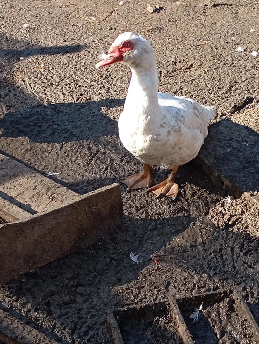 Am disponibil 3 rățoi muți 