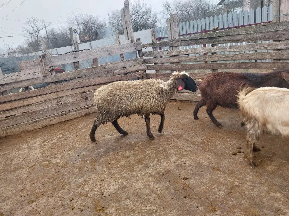 Oaie de taiat de vanzare 