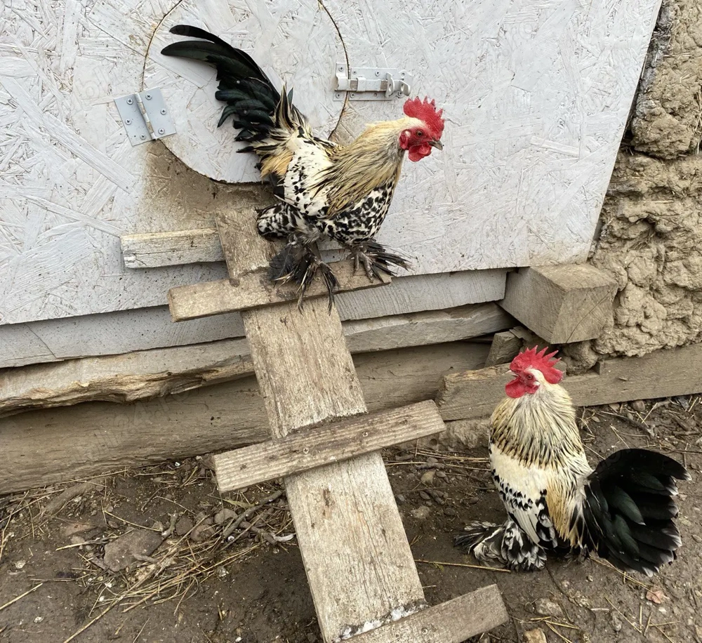 Vând cocoși Mii de Flori