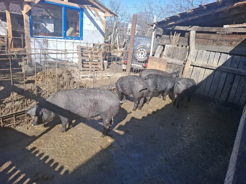 Porci de vânzare 