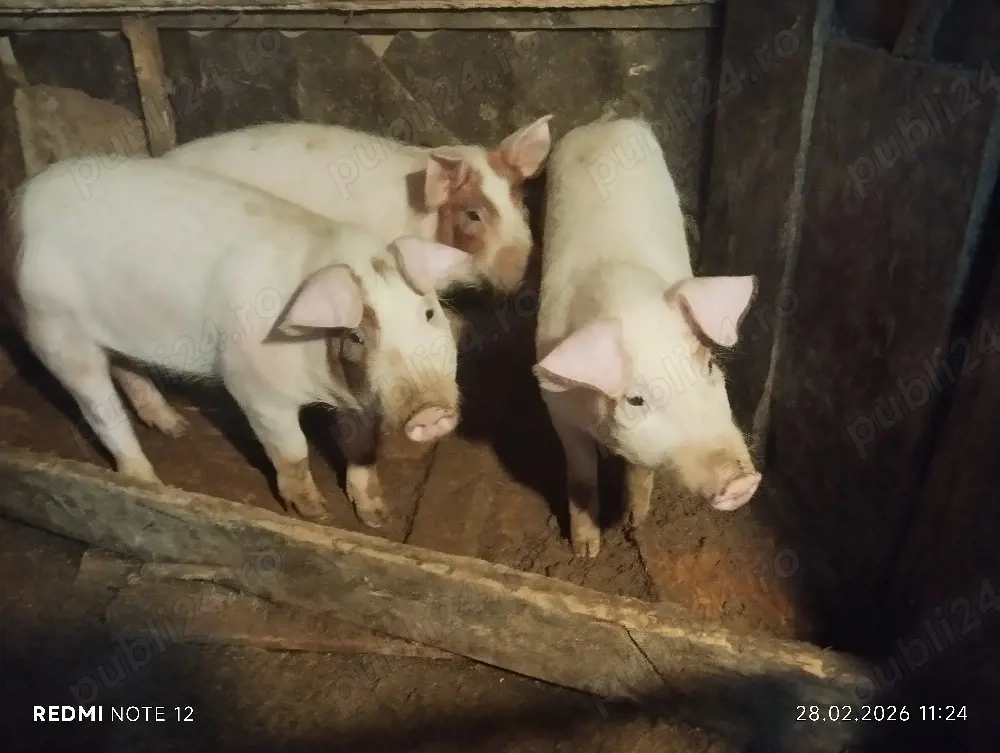 Purcele de vânzare!