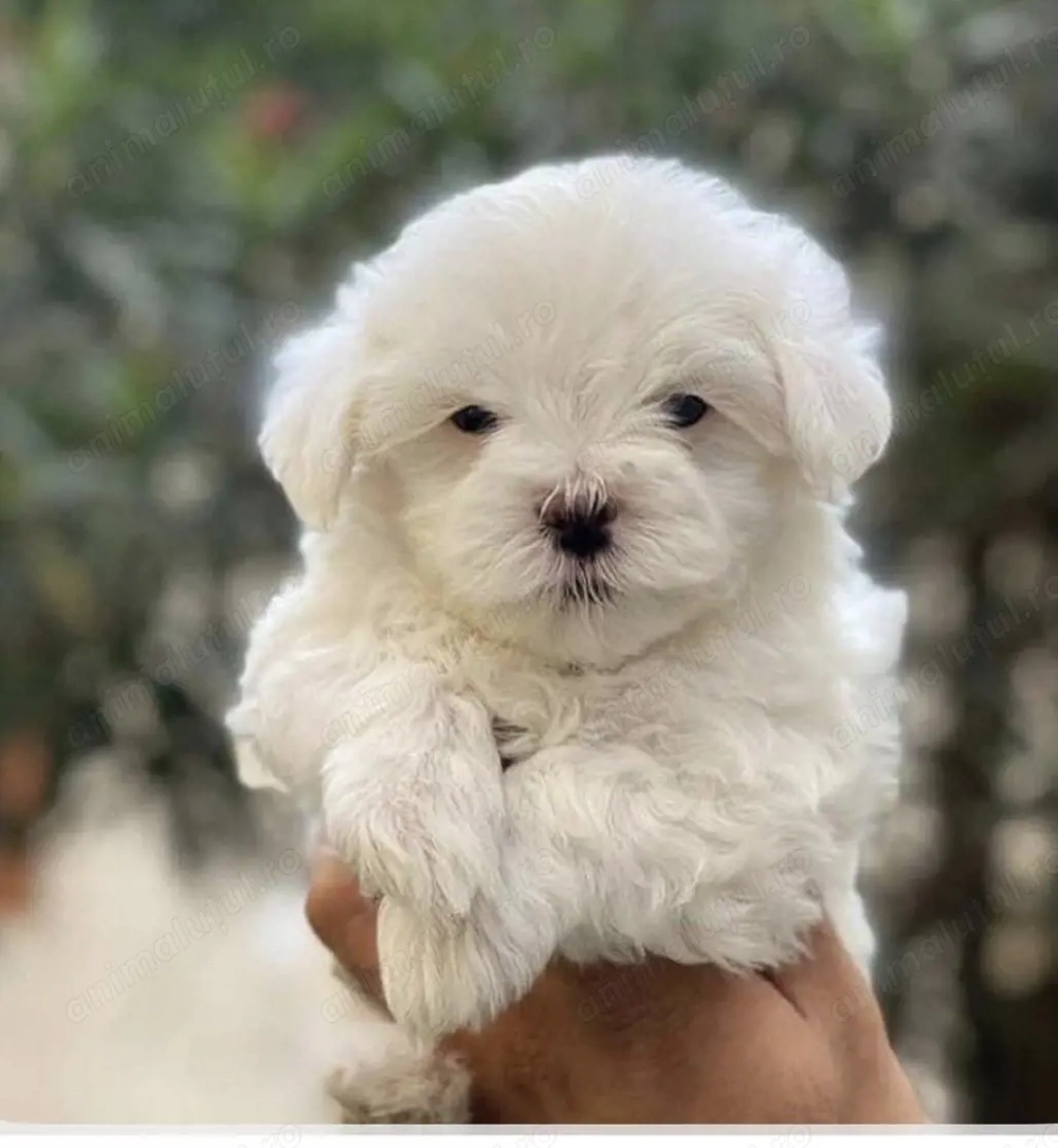 Bichon maltez 850 lei