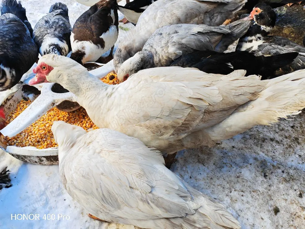 vand oua de rata muta 