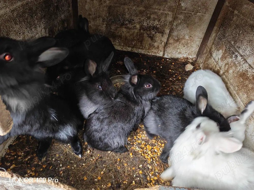 Vând iepuri cap de leu 