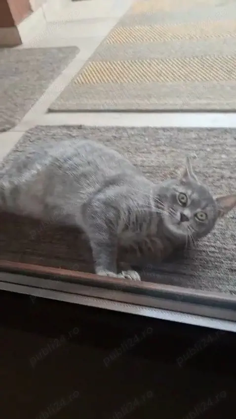 Motănel pentru adoptie 