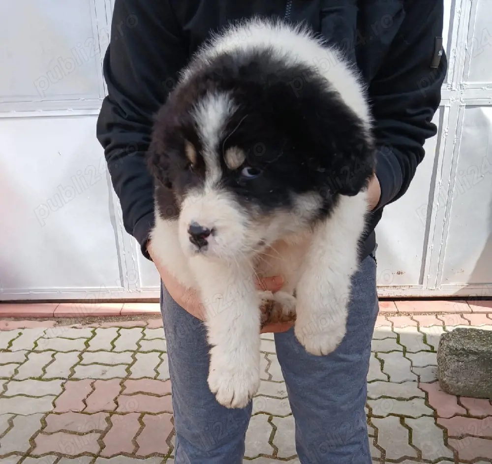 Femela Ciobanesc Romanesc de Bucovina pui