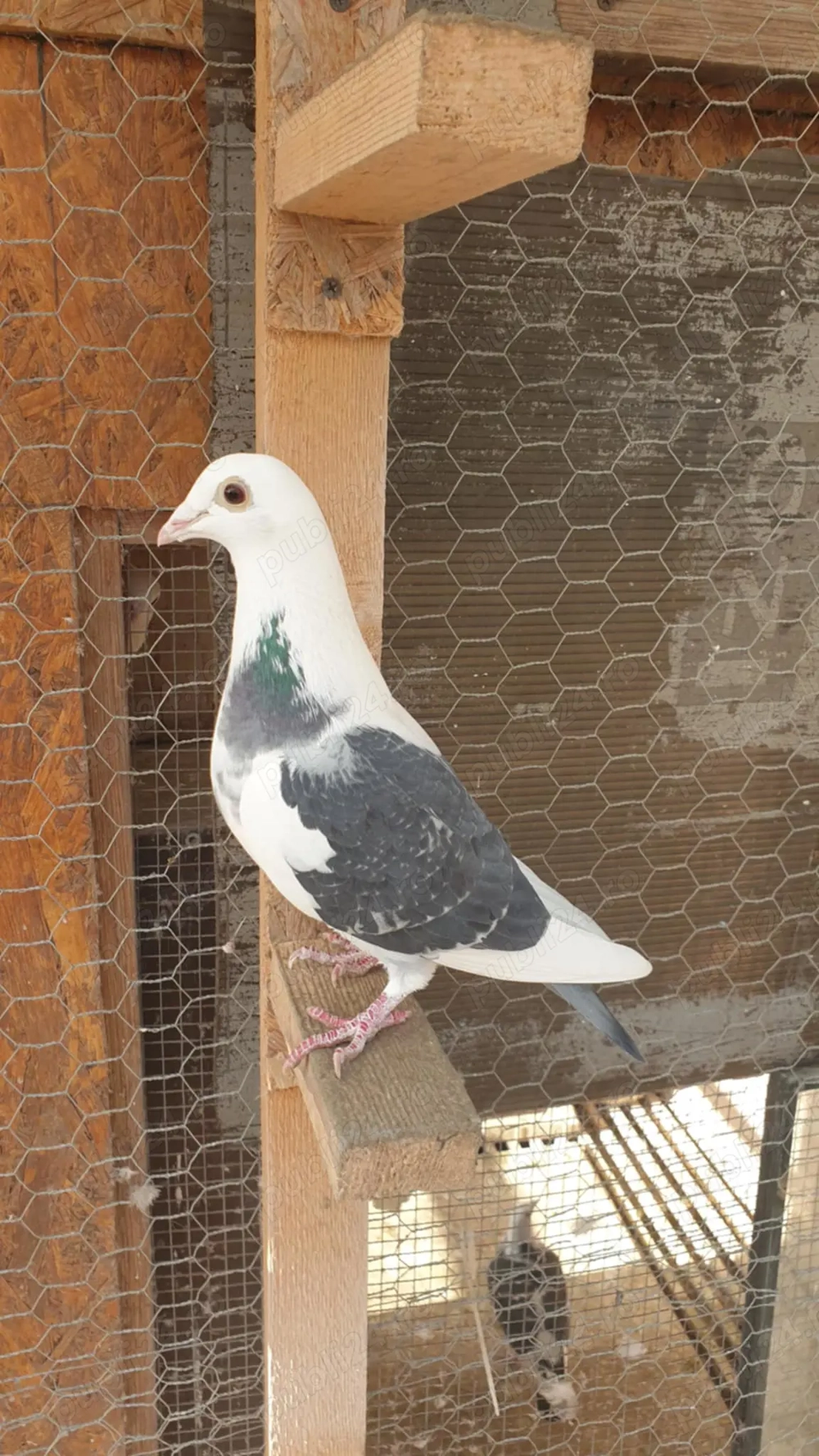 Ocazie! Vand femela voiajor de concurs, 2025, linie Polonia, TOP PREMIUM!