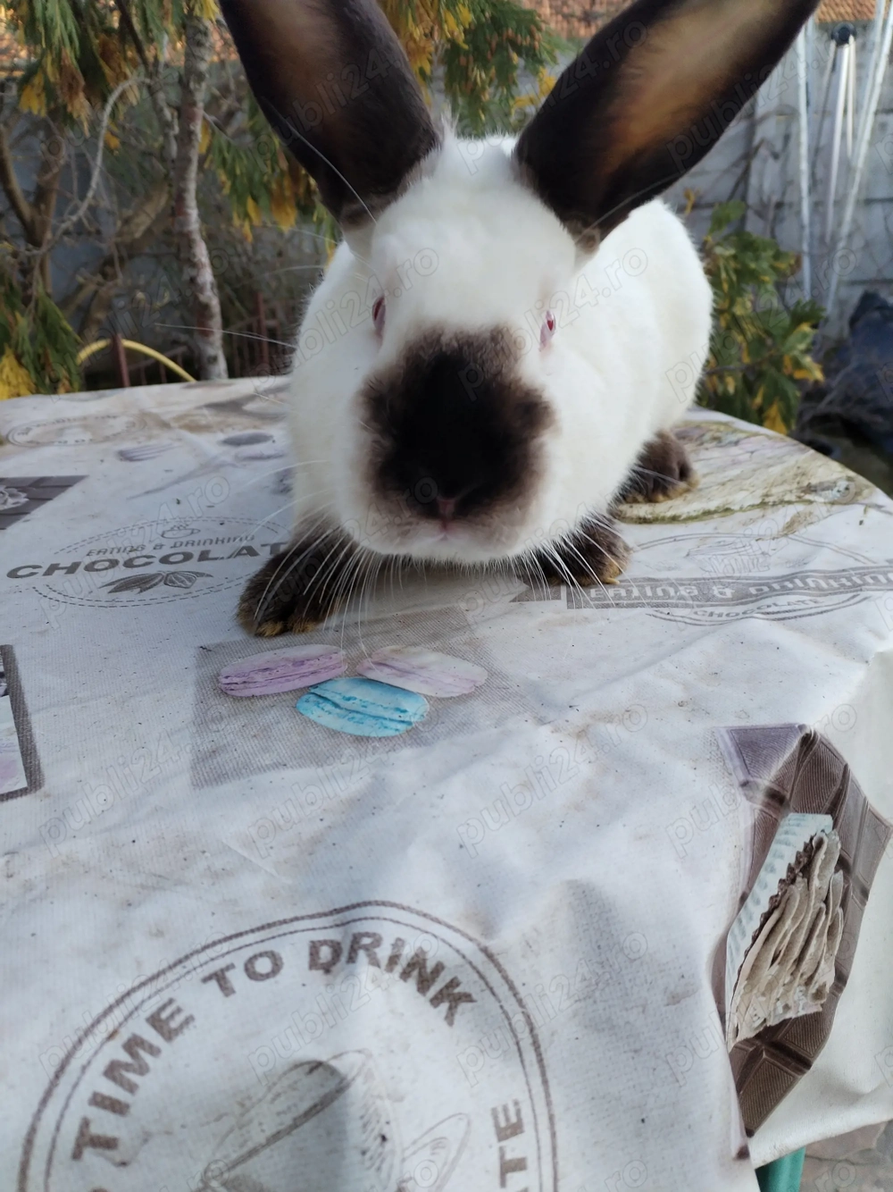 Vând pui și adulti de california californian 