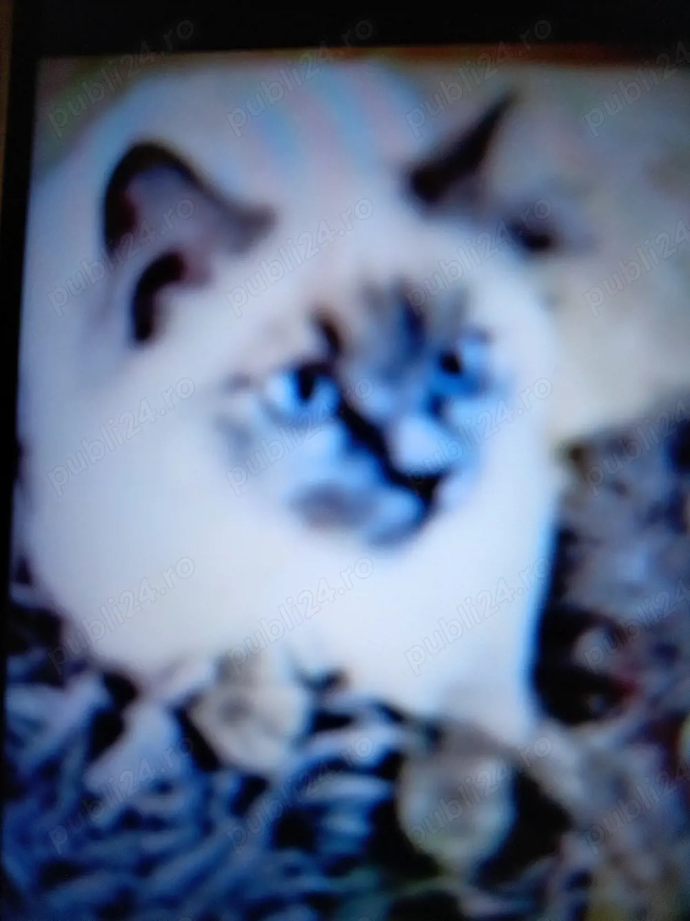 Vind pisică de rasă Birmaneză 