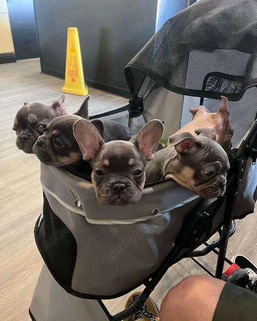 pui de bulldog francez 