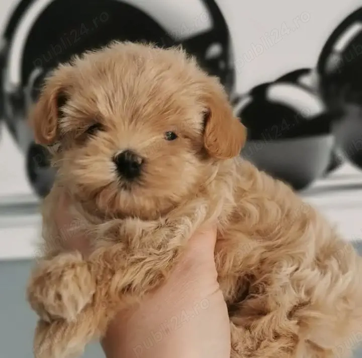 pui de maltipoo 