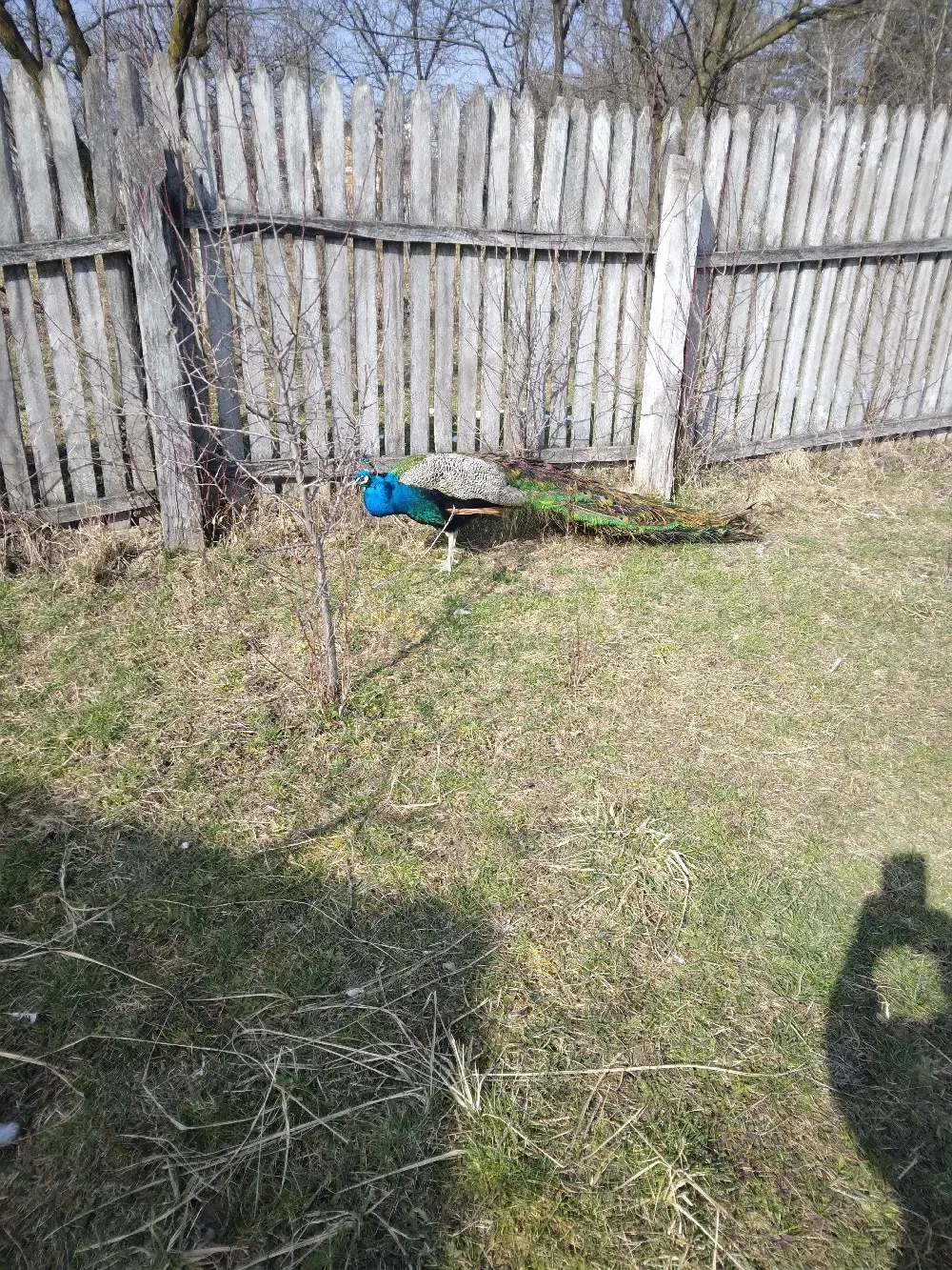 de vanzare 2 perechi Pauni Standard 