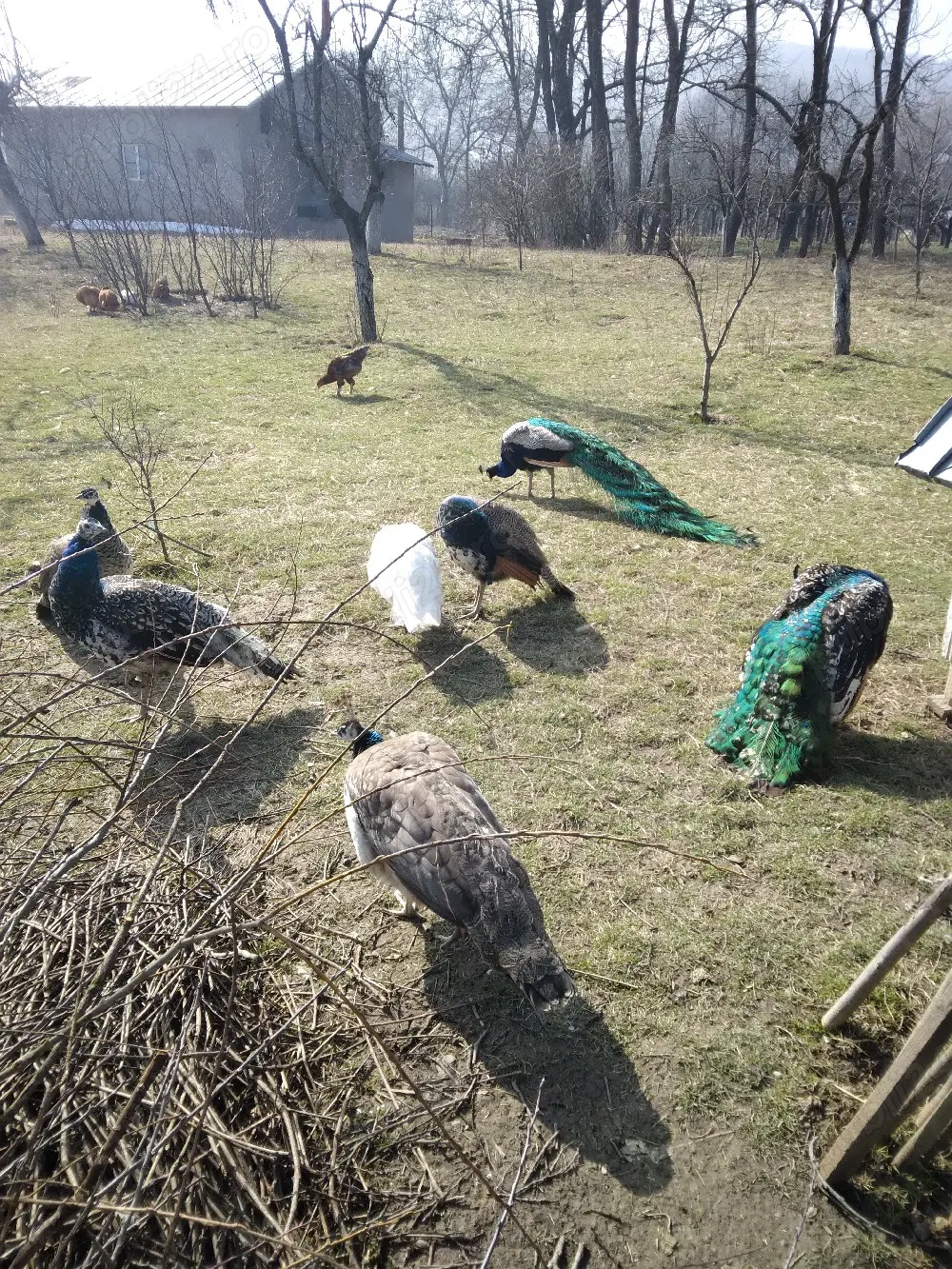 de vanzare 2 perechi Pauni Standard 