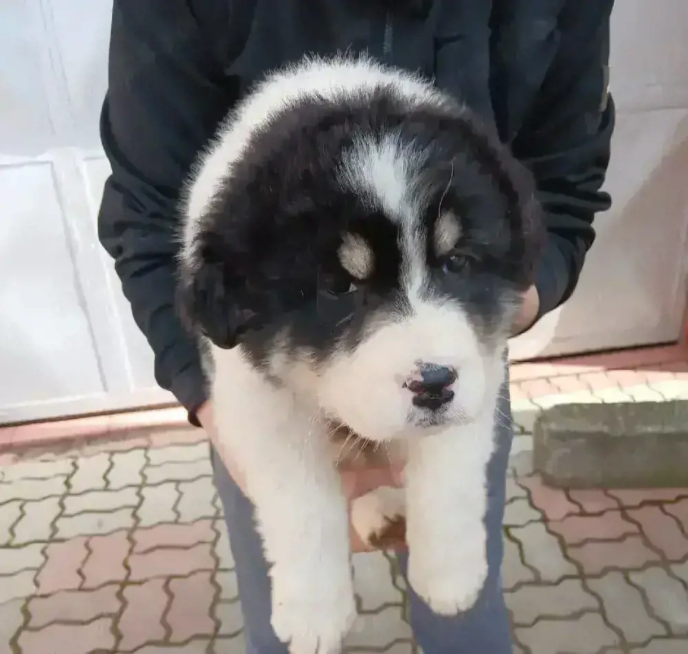 Femela Ciobanesc Romanesc de Bucovina pui