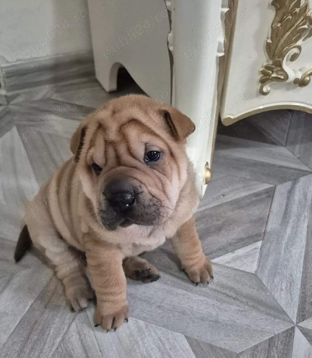 shar pei drăgălași 