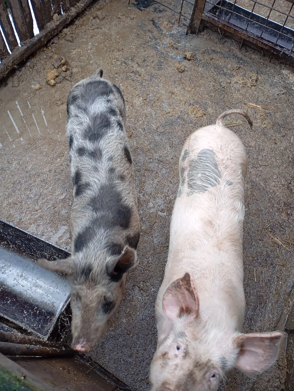 Grăsuni de vînzare 2 perechi masculii sunt castrați 