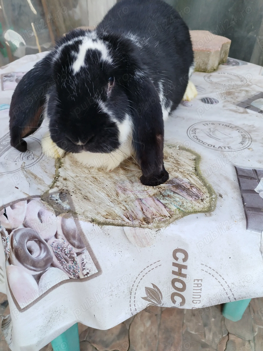 Vând berbec german adulti