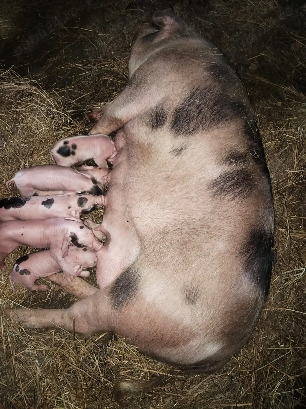 De vînzare la prima f tare cu 7 purciei