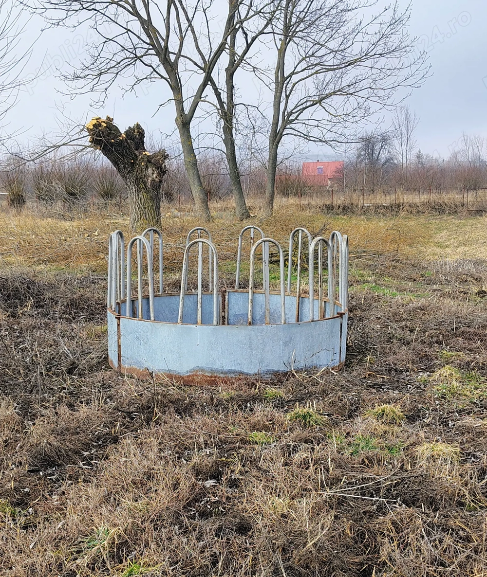 Iesle vaci 12 capete