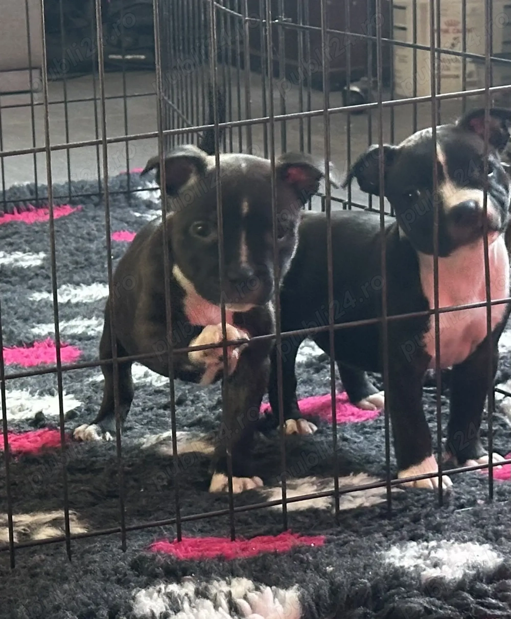 Staffordshire Bull Terrier 