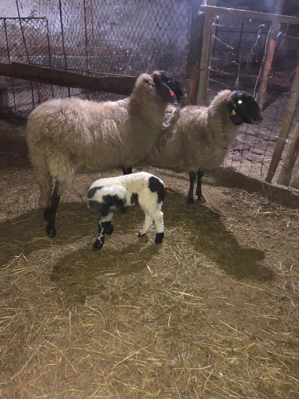 Schimb oi carabase sarbesti cu capre 