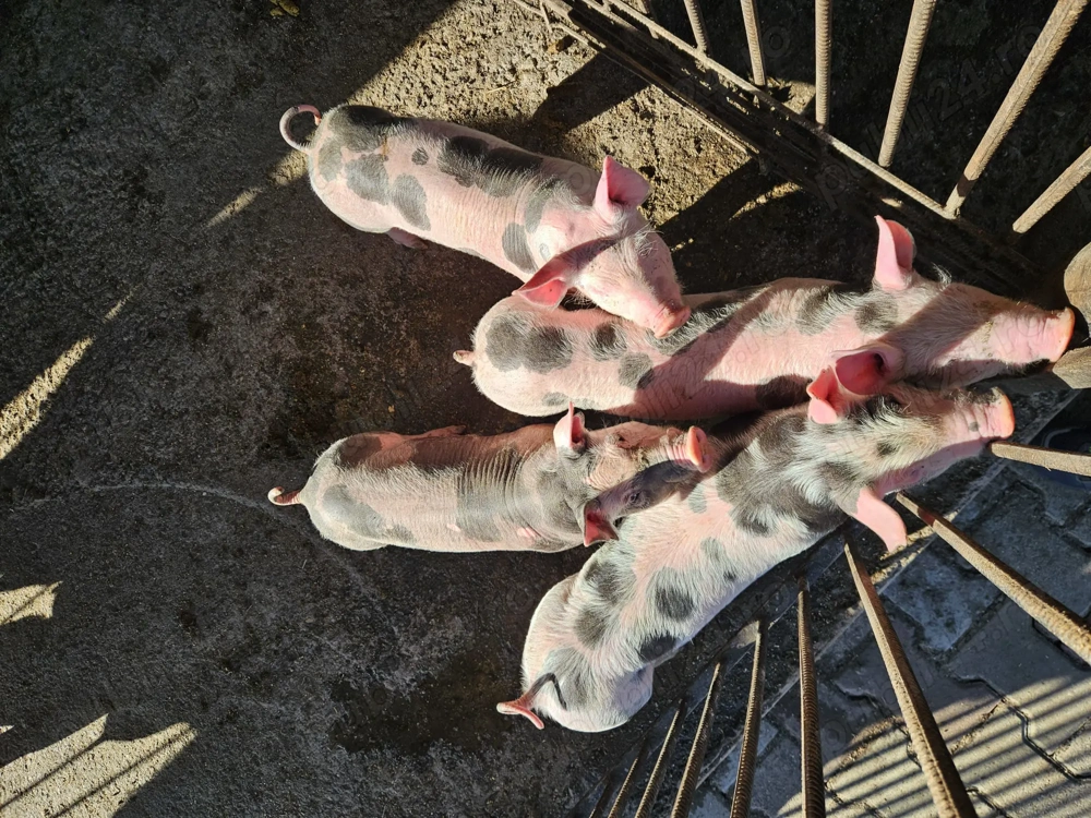 Vând purcei 7 săptămâni 