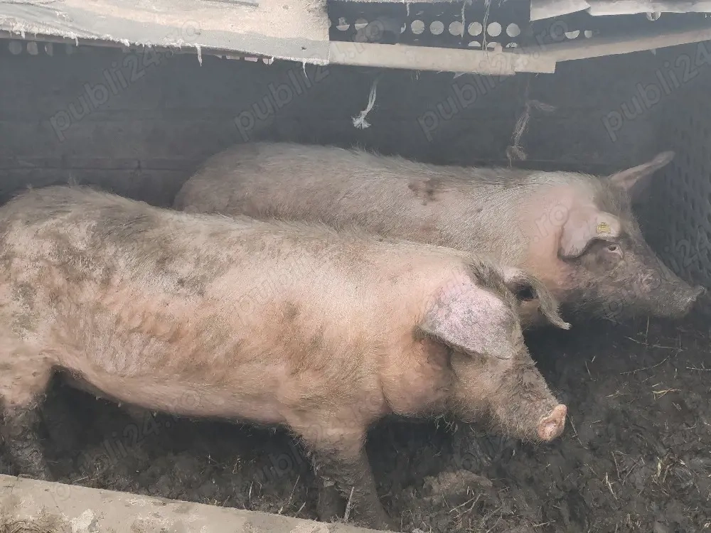 Vând porci de carne și groștei