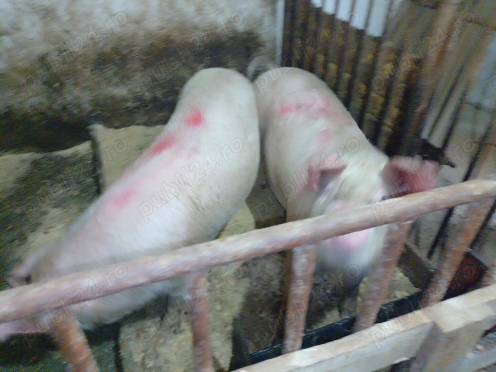 Porci de carne de vânzare 