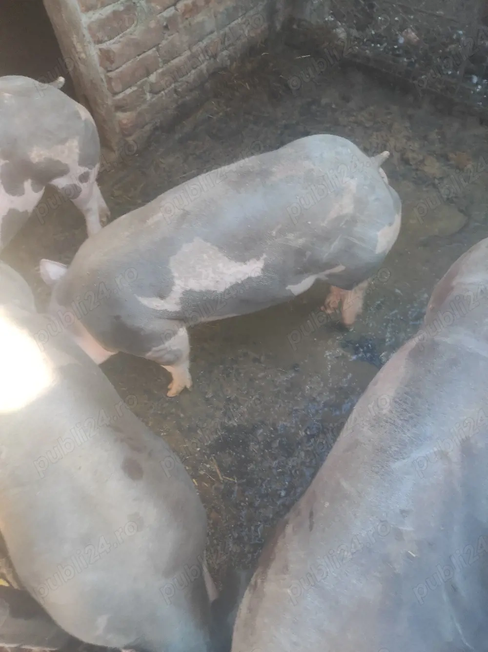 scrofițe de vînzare 