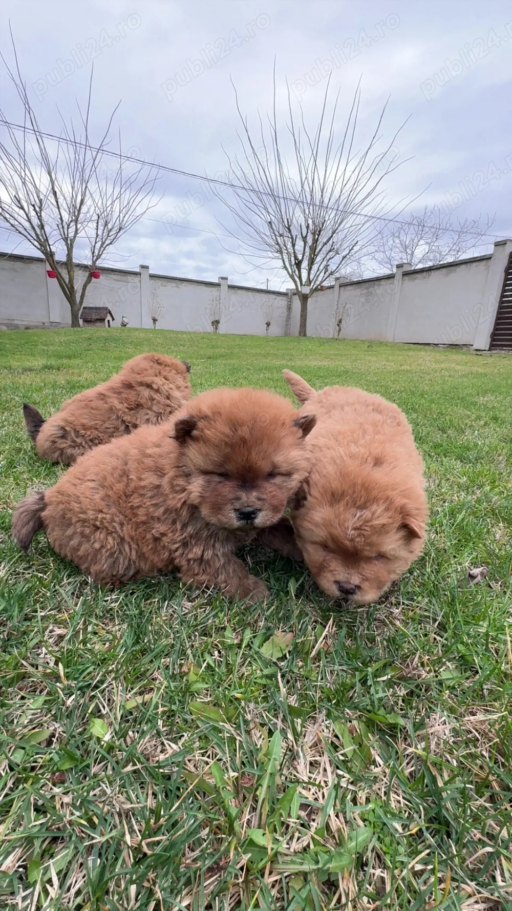 Vând cătei de Chow Chow 