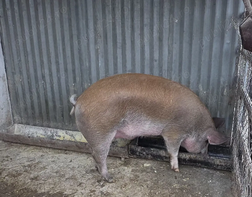 Vand porc pentru sacrificat