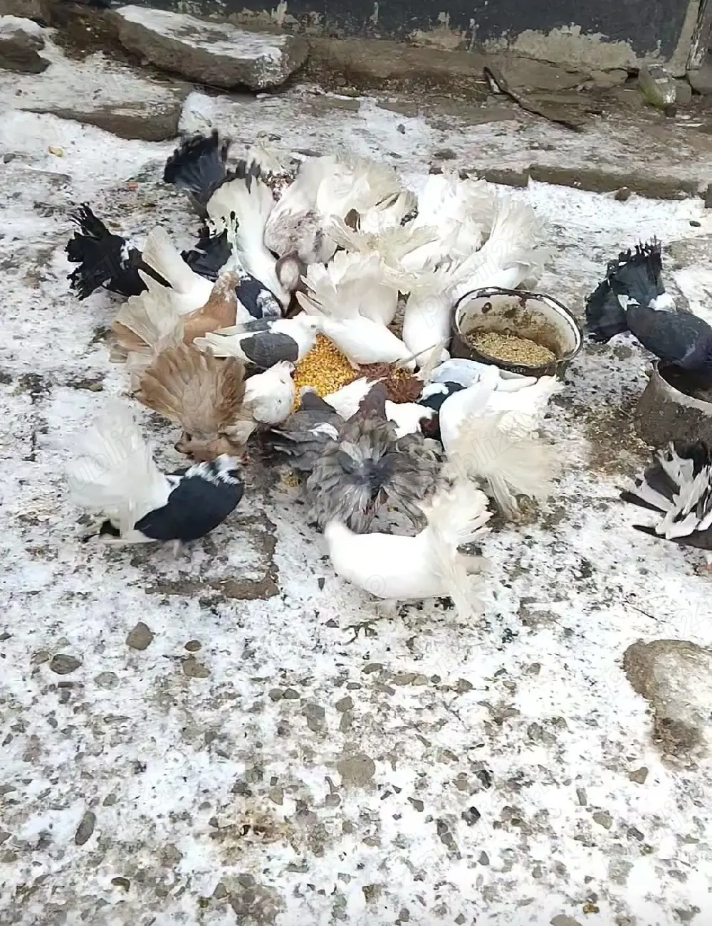 De vânzare porumbei 