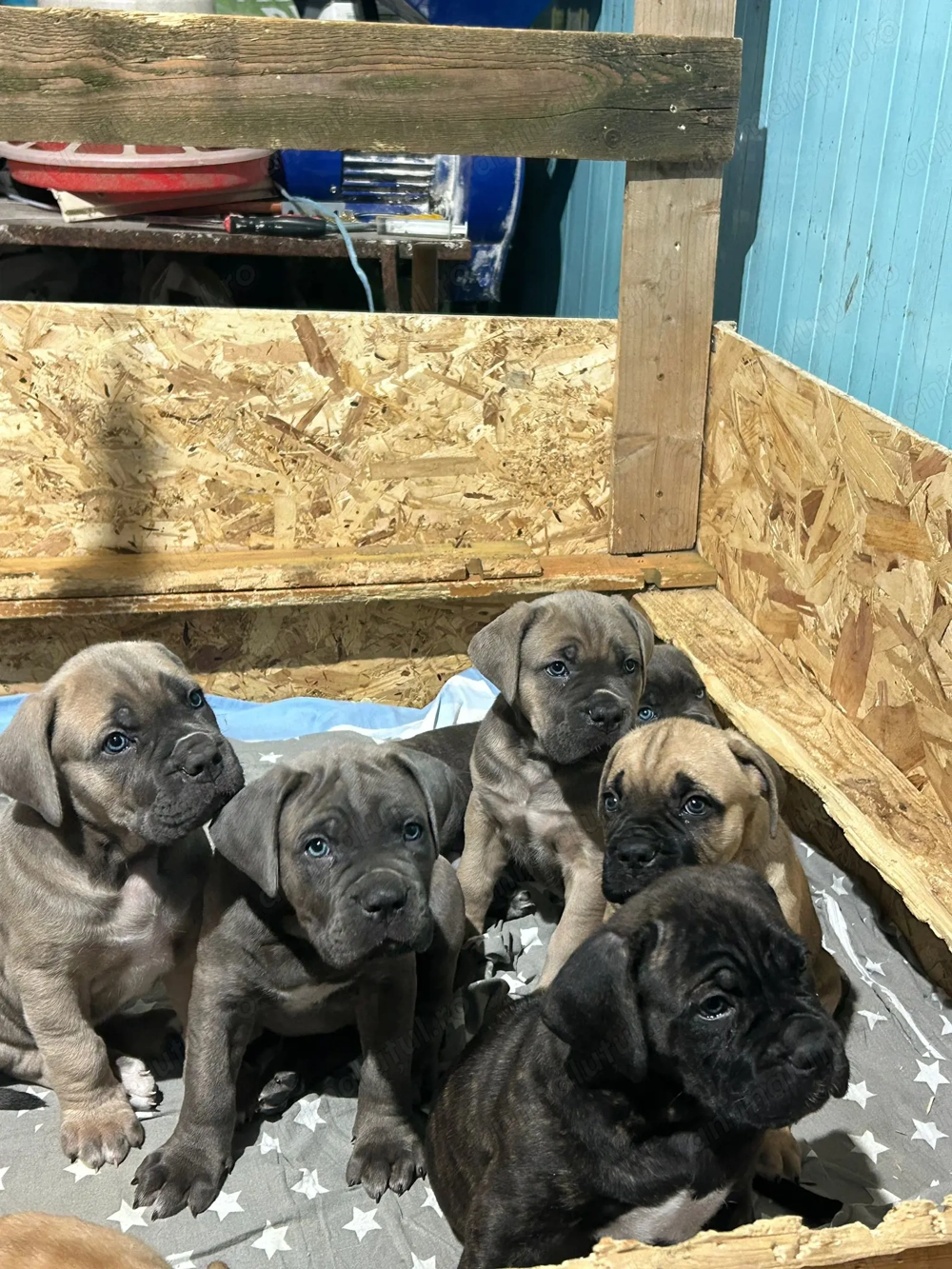 Vand pui cane corso cu pedigree FCI