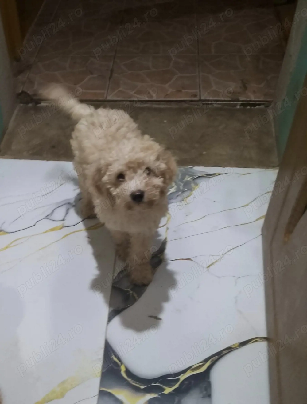 Pudel  talie medie mascul și femelă!