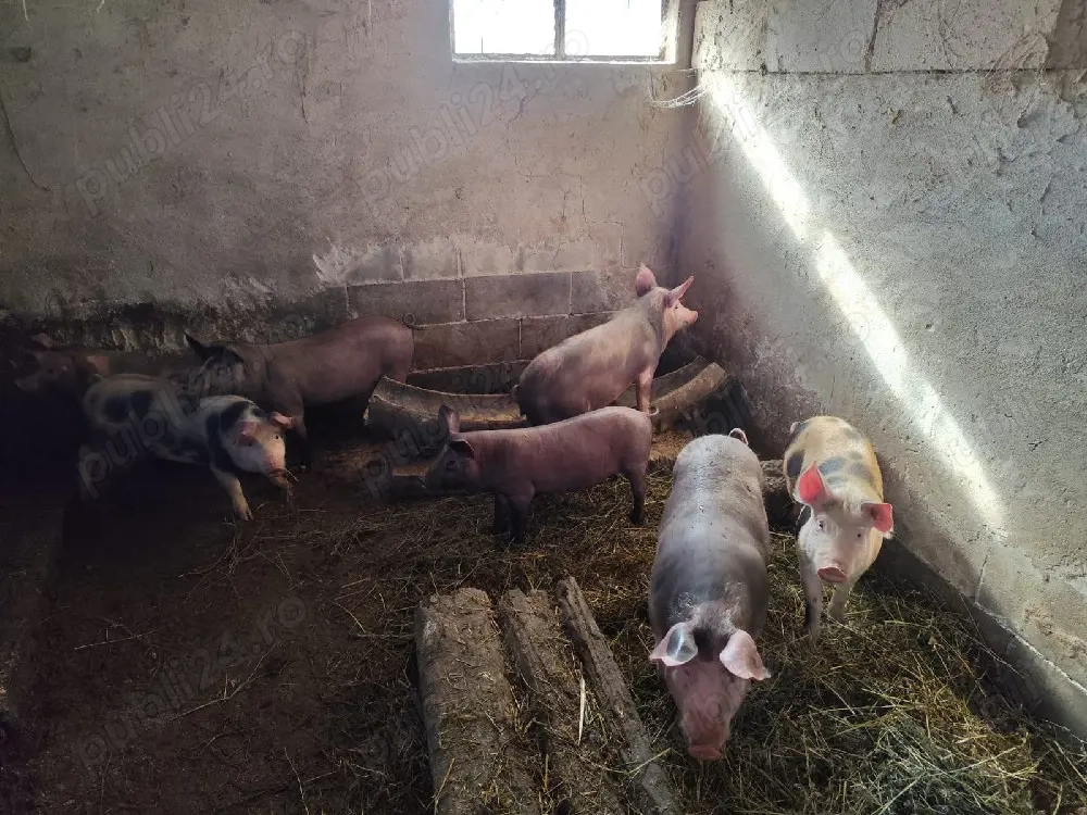 Vând șoldani Petreni!