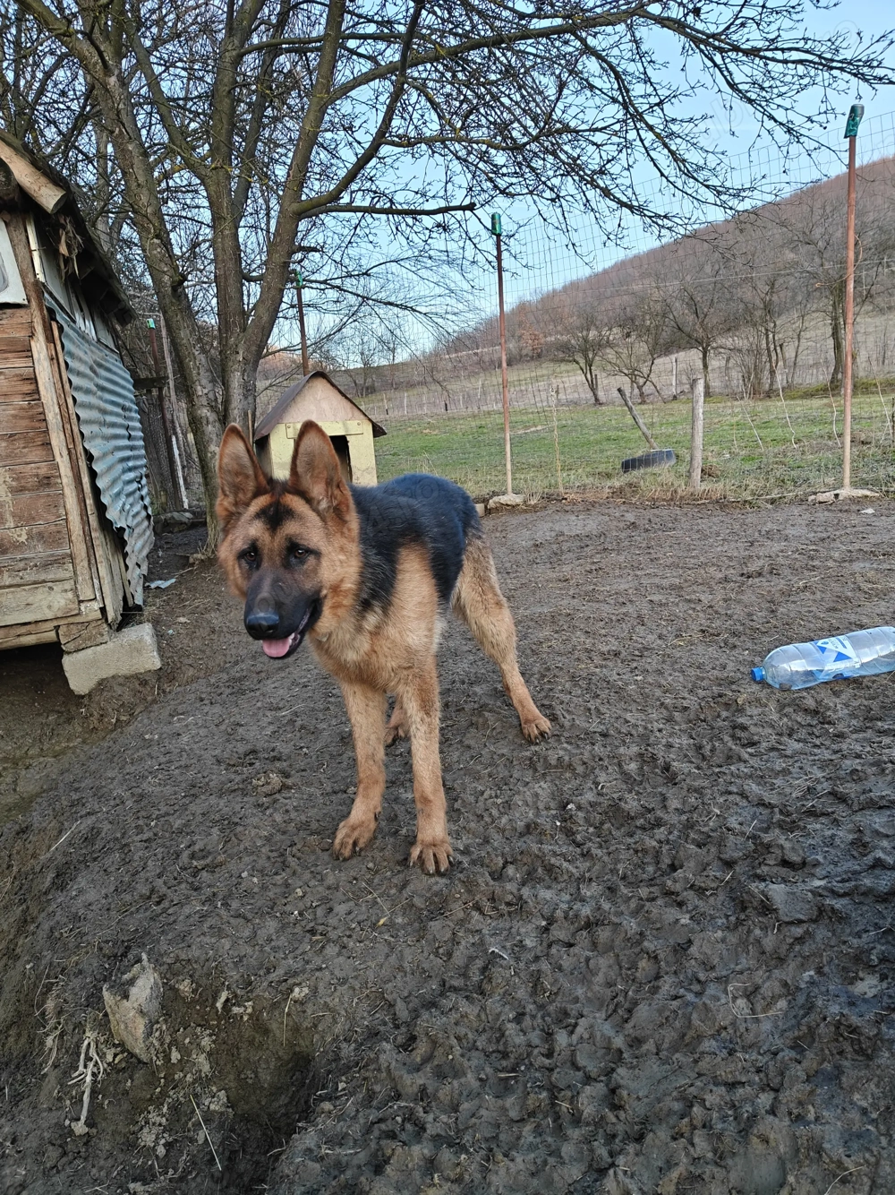 Mascul Ciobanesc german!