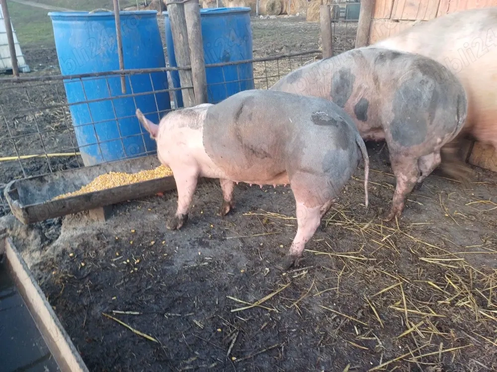 vand 2 purcele 70 80kg 