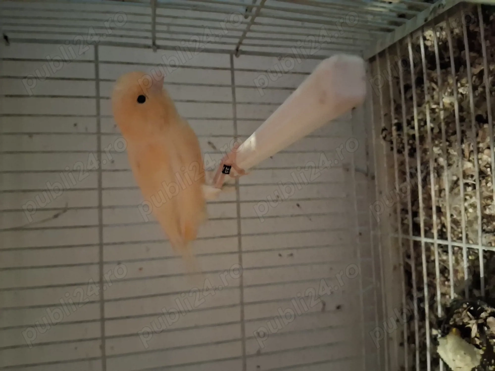 Mascul canar 2025...