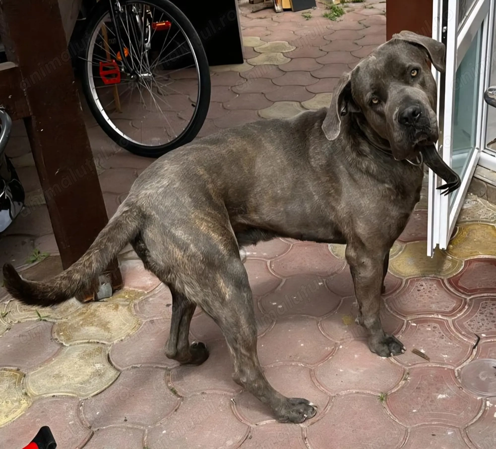 Donez Cane Corso in varsta de 5 ani 