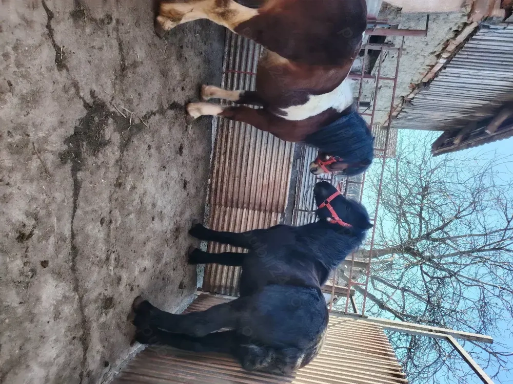 Ponei armăsari pt monta disponibili 