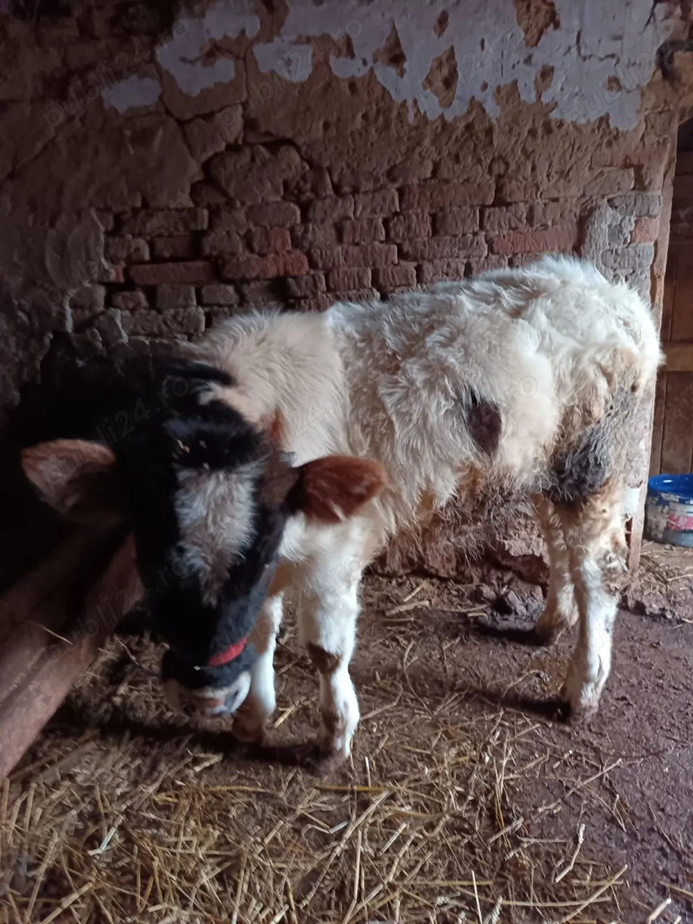 Vițea de vânzare!!